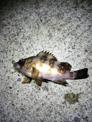 メバルの釣果