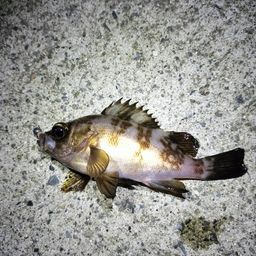 メバル