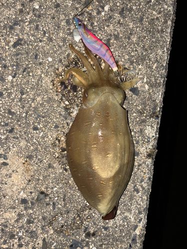 コウイカの釣果
