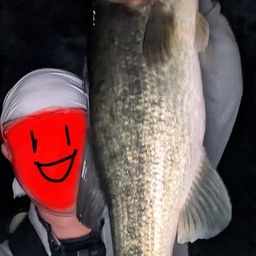 ブラックバス