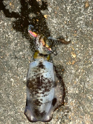 アオリイカの釣果