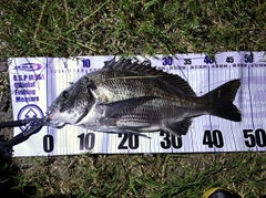 チヌの釣果