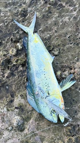 シイラの釣果