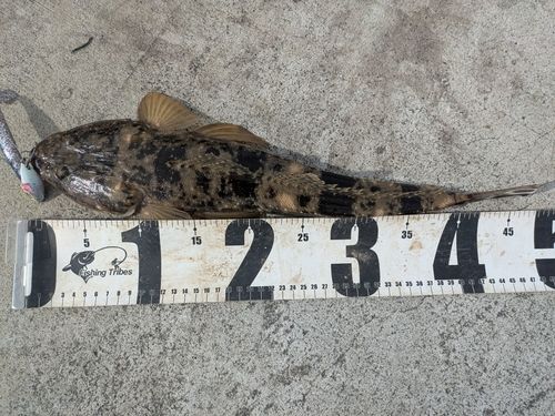 マゴチの釣果