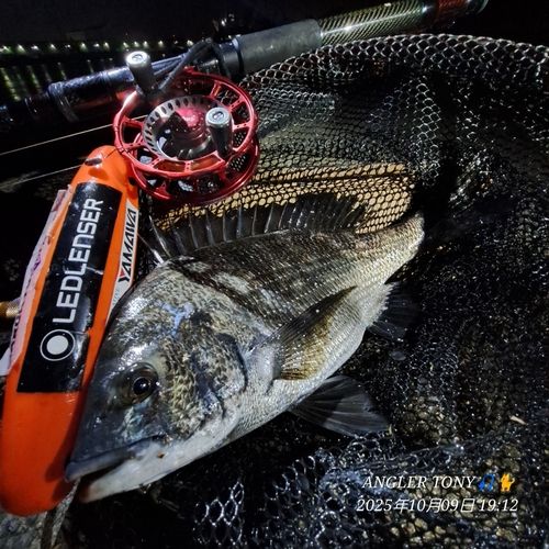 チヌの釣果