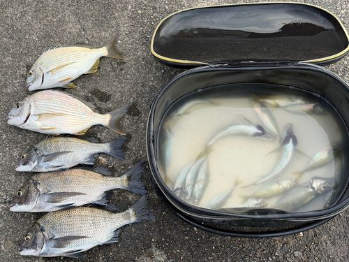 紀伊水道