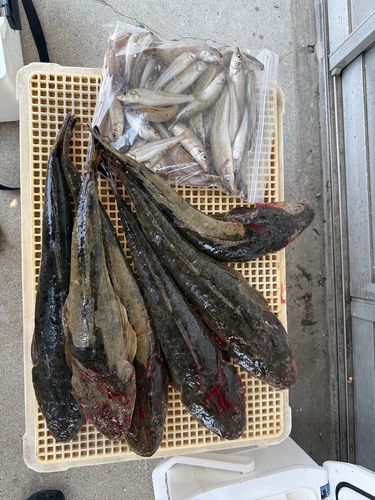 マゴチの釣果