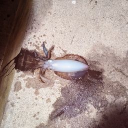 アオリイカ