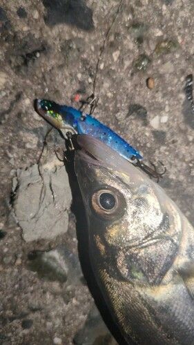セイゴ（マルスズキ）の釣果