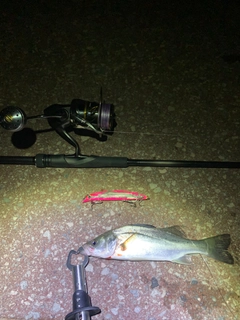 セイゴ(マルスズキ)の釣果