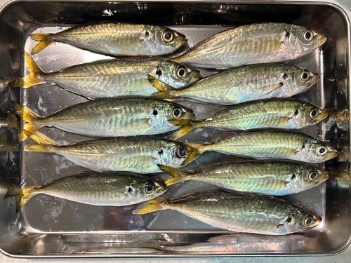 アジの釣果