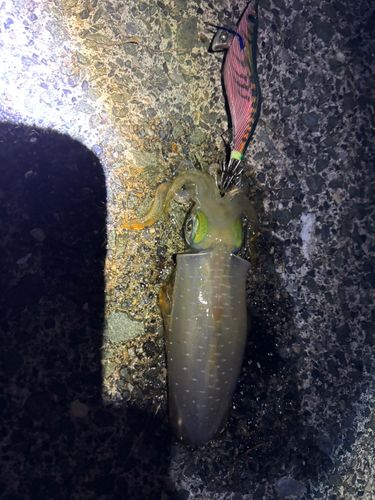 敦賀湾
