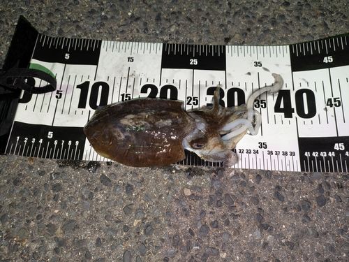 アコウの釣果
