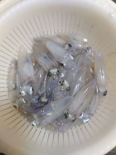 マメイカの釣果