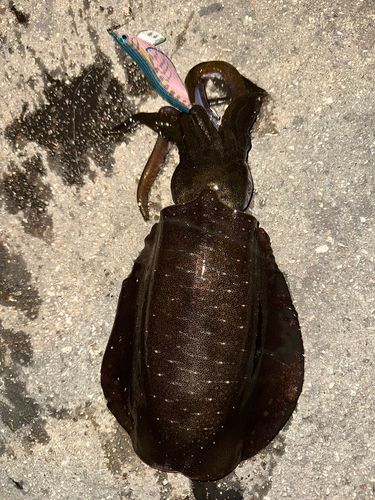 アオリイカの釣果
