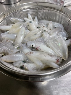 マメイカの釣果