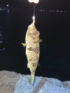 クサフグの釣果