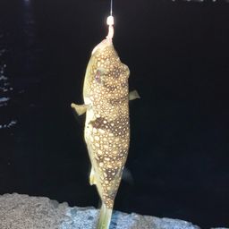 クサフグ