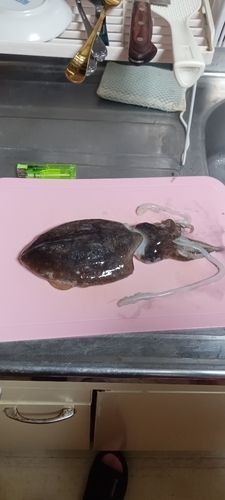 イカの釣果