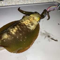 アオリイカ