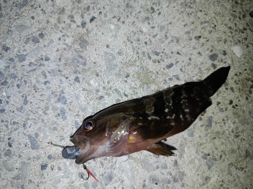 キジハタの釣果