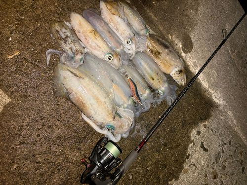 アオリイカの釣果
