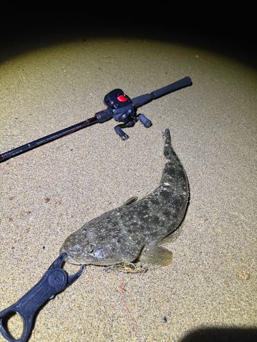 マゴチの釣果