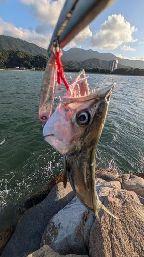 サゴシの釣果
