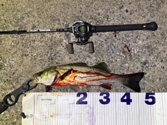シーバスの釣果
