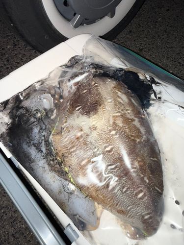コウイカの釣果