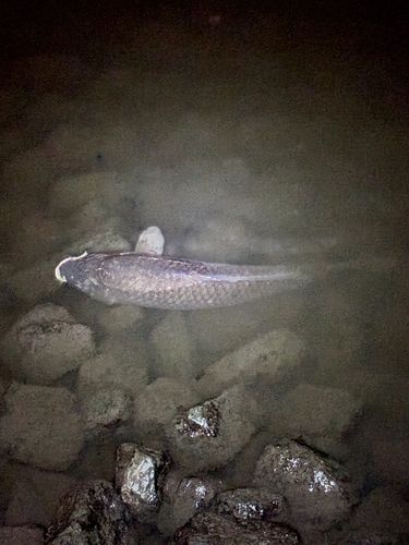 コイの釣果