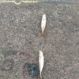 アジ
