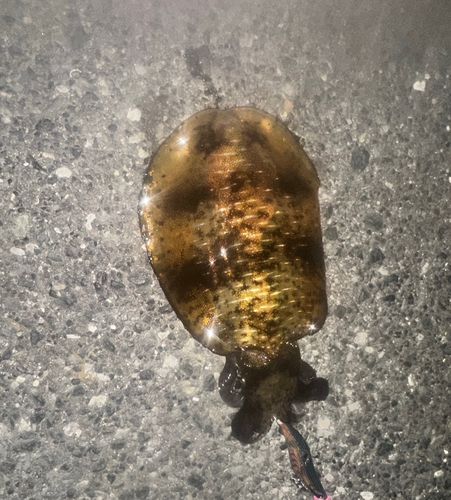 片上一文字