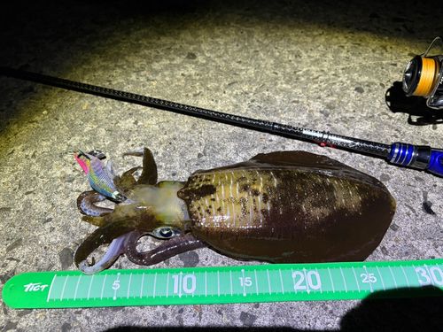 アオリイカの釣果