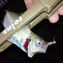 アジ