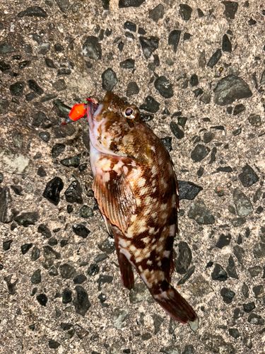 カサゴの釣果