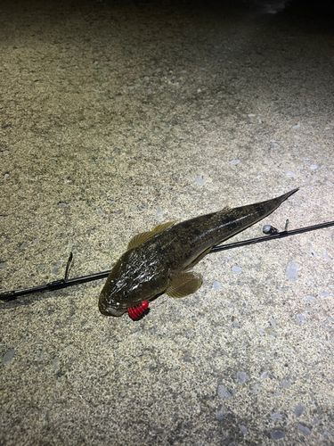 函館湾