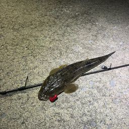コチ