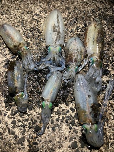 アオリイカの釣果