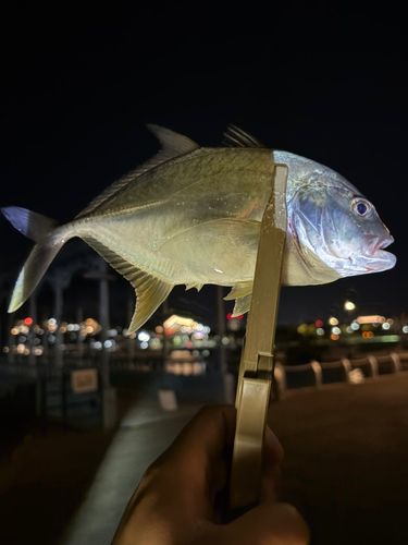ロウニンアジの釣果