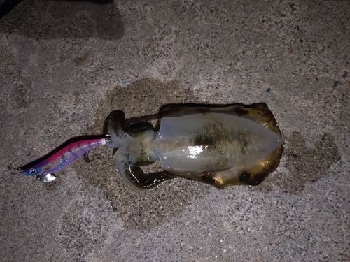 魚津漁港