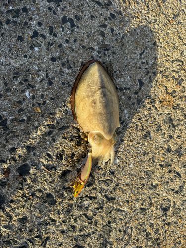 コウイカの釣果