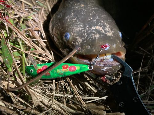 ニホンナマズの釣果