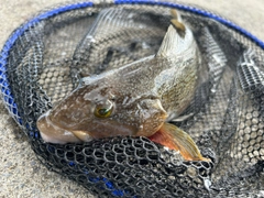 アイナメの釣果