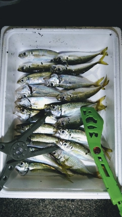 マアジの釣果