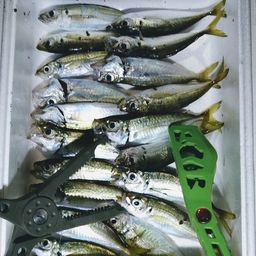 マアジ