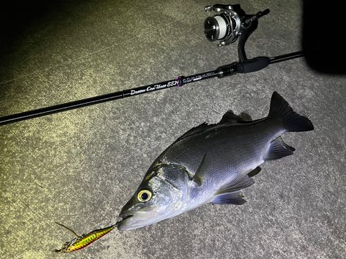 フッコ（ヒラスズキ）の釣果