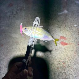 アジ