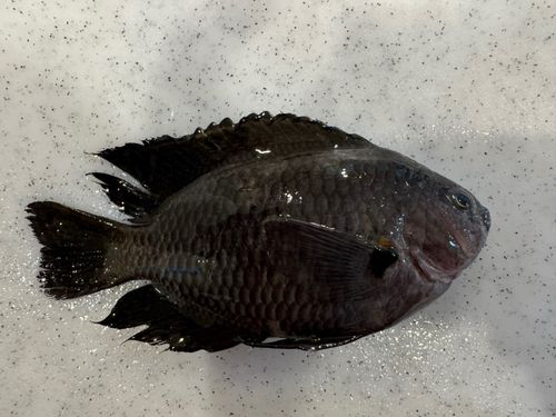 スズメダイの釣果