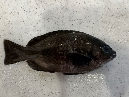 メジナの釣果